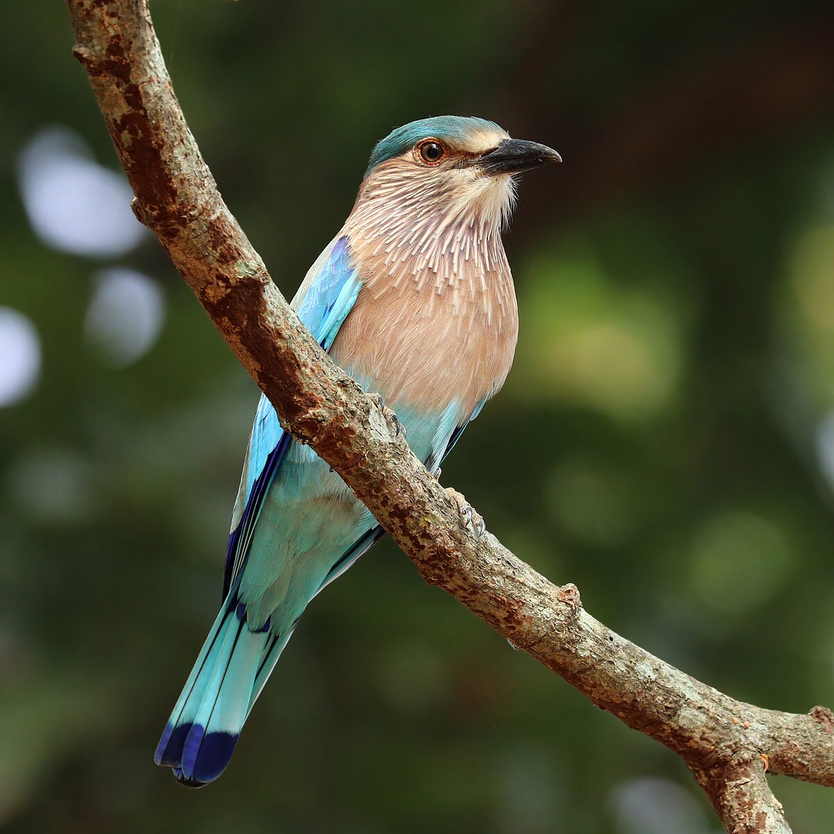 Indian Roller Bird