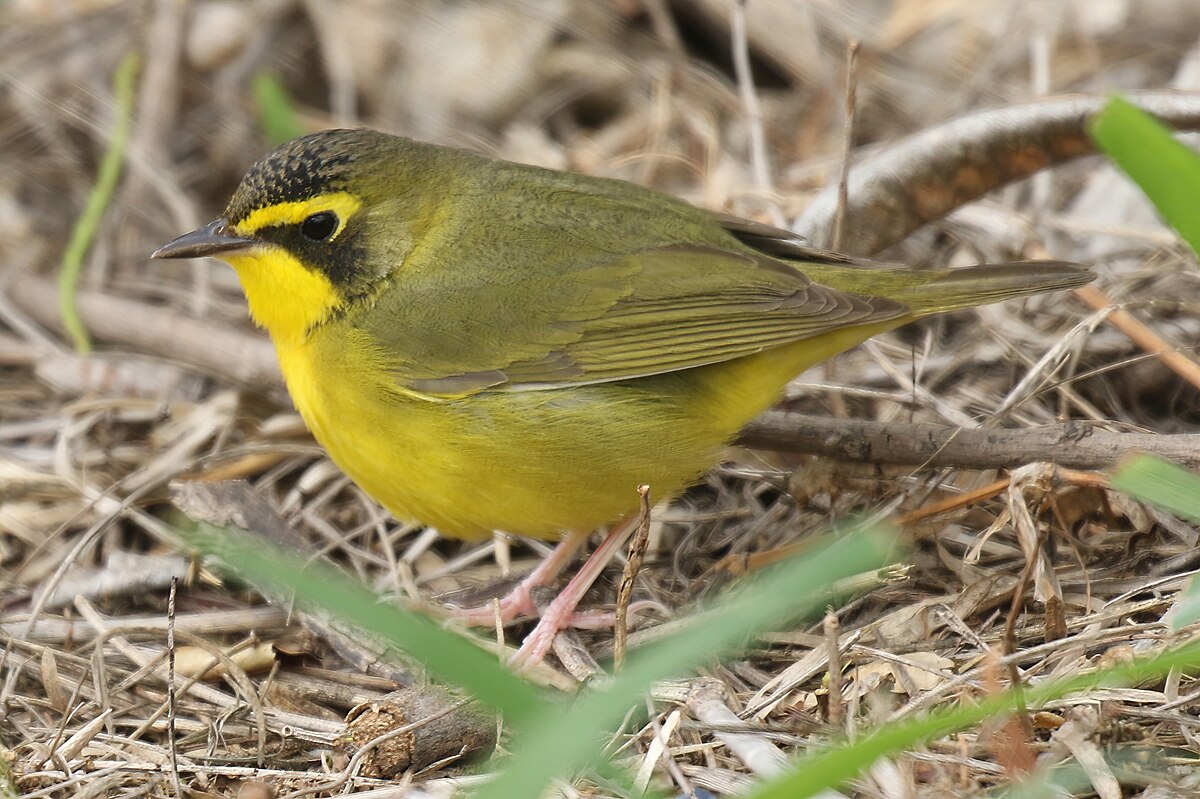 Kentucky Warbler Birds