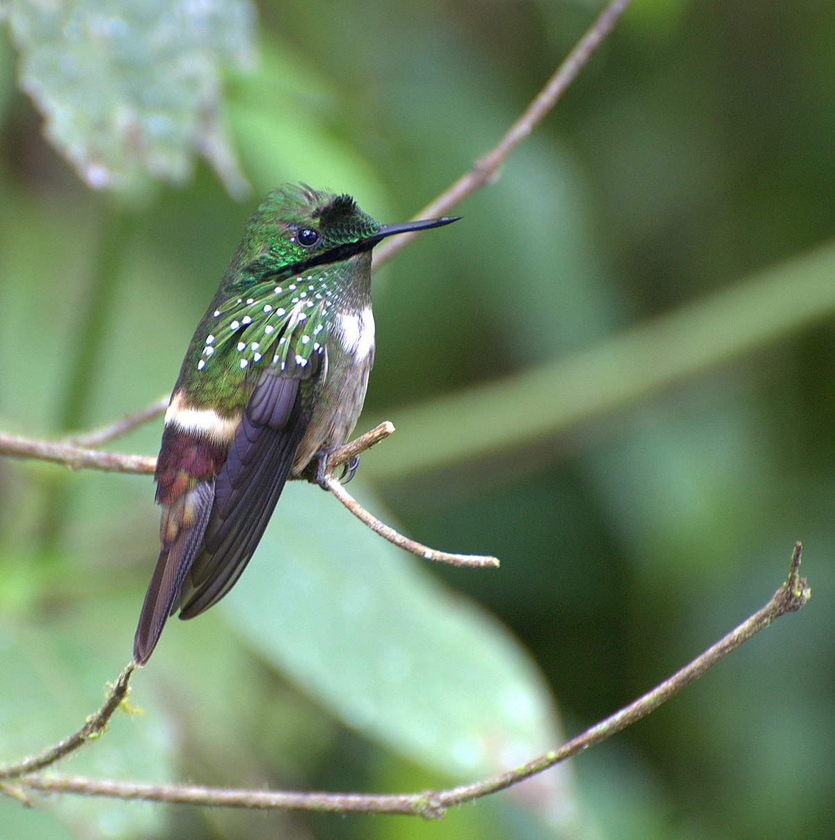 Festive Coquette Birds