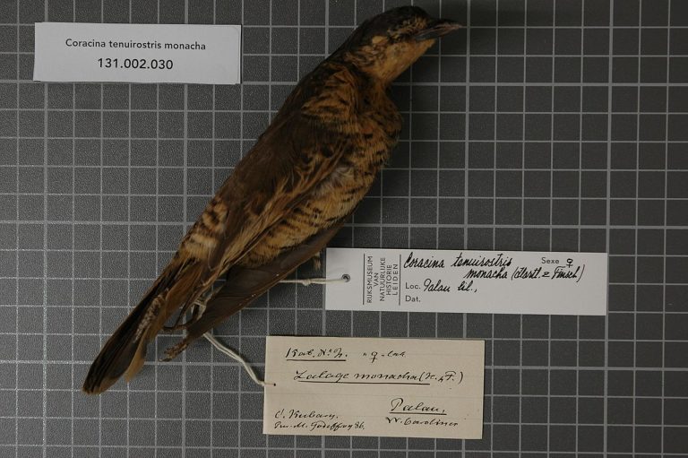 Palau cicadabird Birds