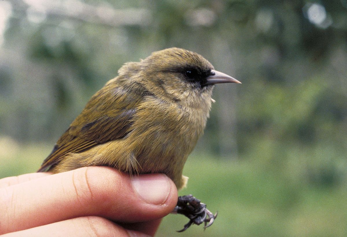 Hawaiʻi Creeper Birds