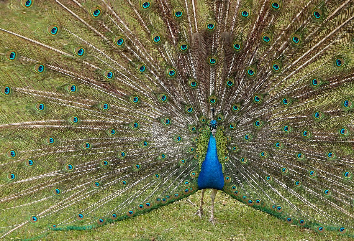 Indian Peafowl Birds