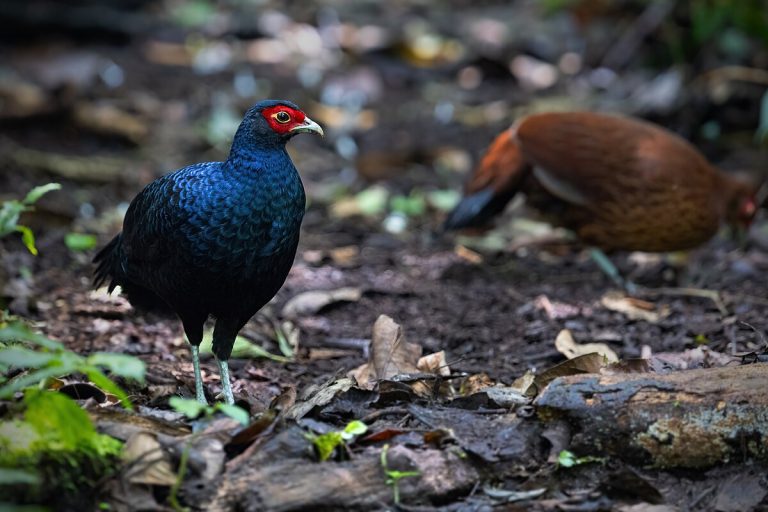 Salvadori'S Pheasant Birds