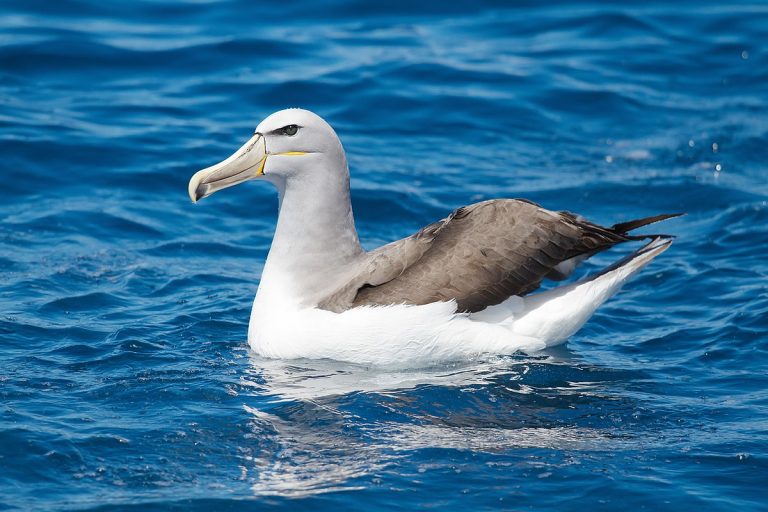 Salvin'S Albatross Birds