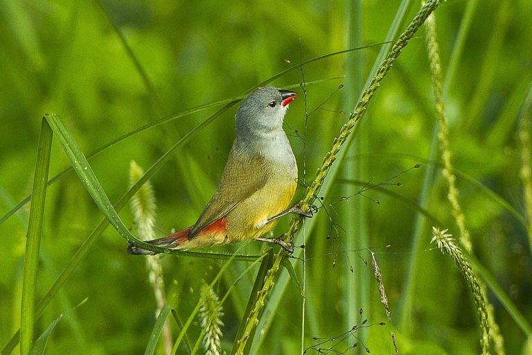 Yellow-bellied-waxbill-Birds