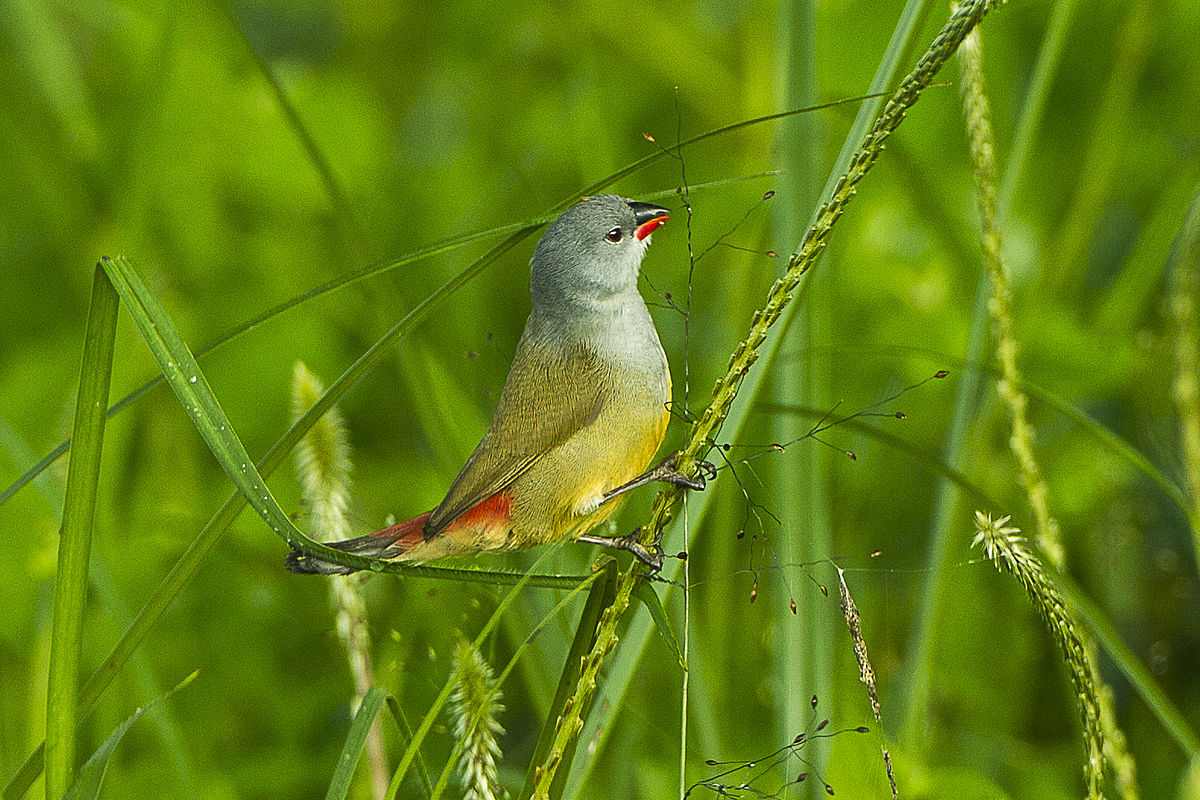 Yellow-Bellied-Waxbill-Birds