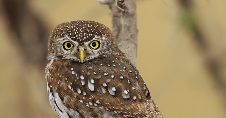 Albertine Owlet Birds