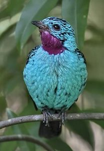 Banded Cotinga