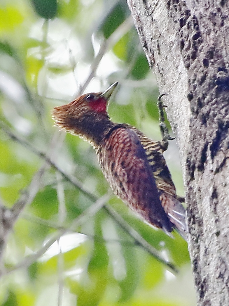 Waved Woodpecker Birds