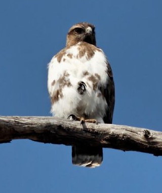 Madagascar Buzzard Birds