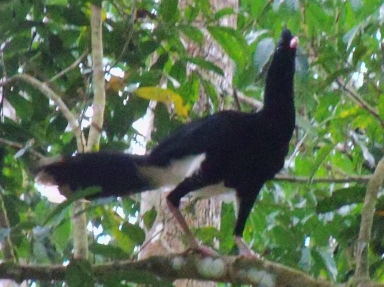 Salvin’s curassow Birds