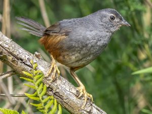 Ochre-flanked tapaculo Birds