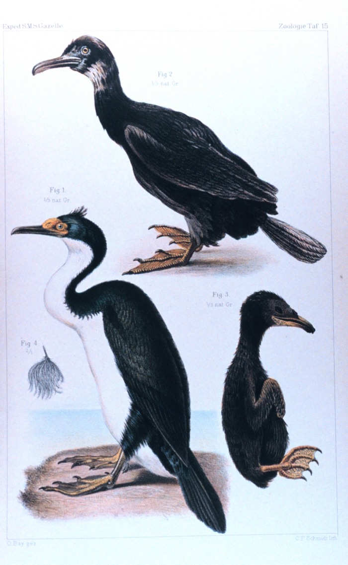 Kerguelen Shag