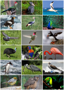 Salvin'S Curassow Birds