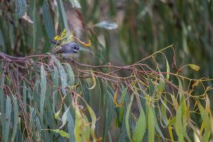 Taliabu Fantail Birds