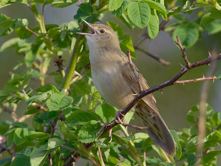 Taliabu Grasshopper Warbler