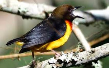 Usambara Weaver Birds