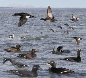 Velvet Scoter