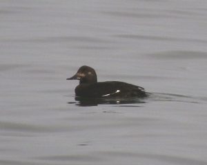 Velvet Scoter