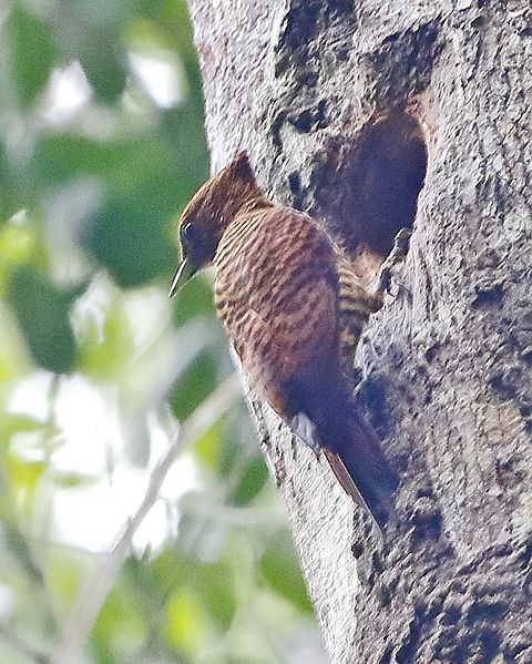 Waved Woodpecker Birds