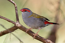 Yellow-Bellied Waxbill Birds