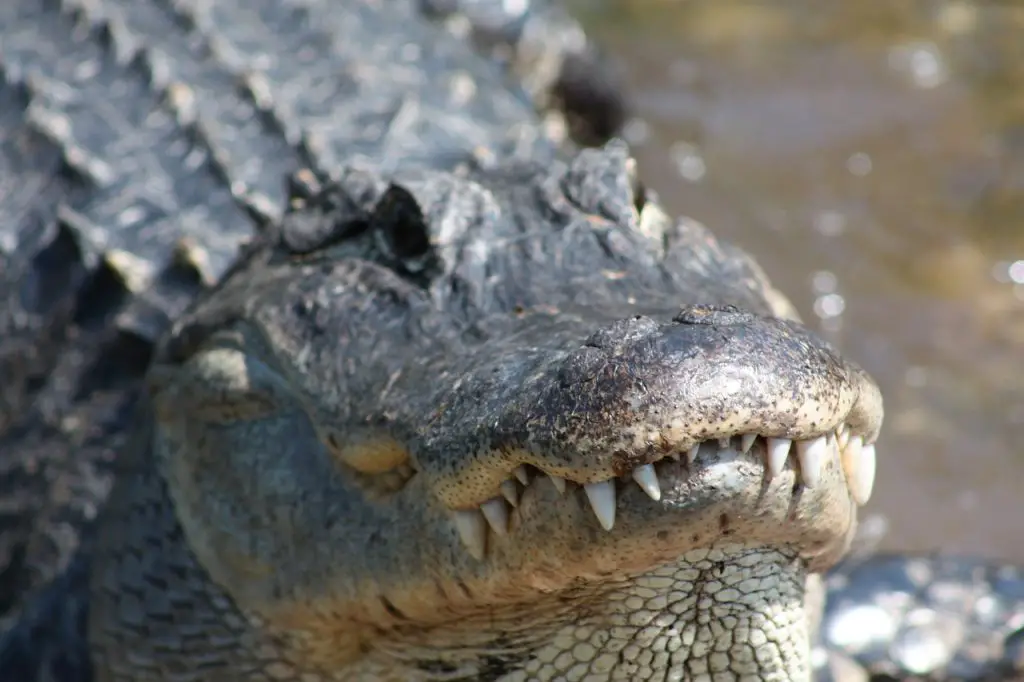 American Alligator