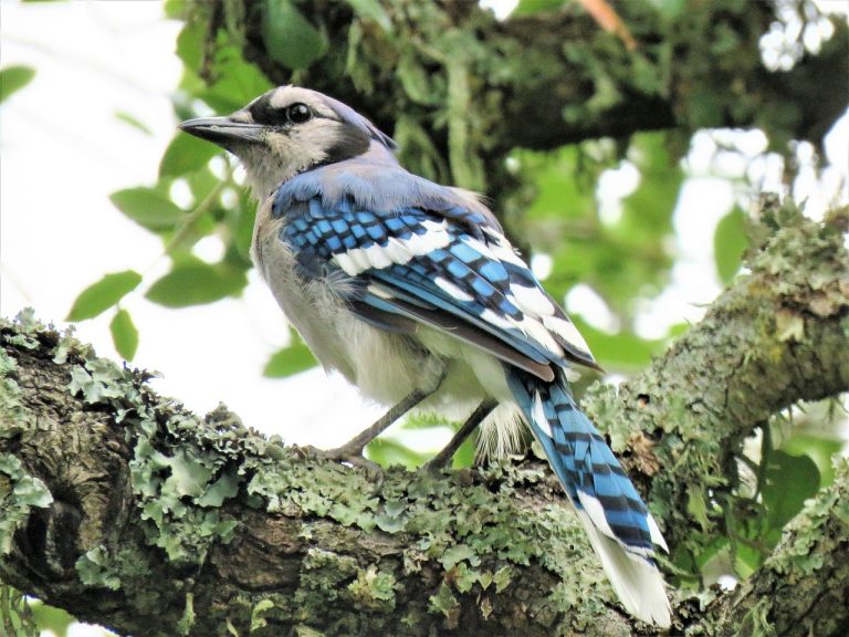 Eurasian Jay (Garrulus Glandarius)