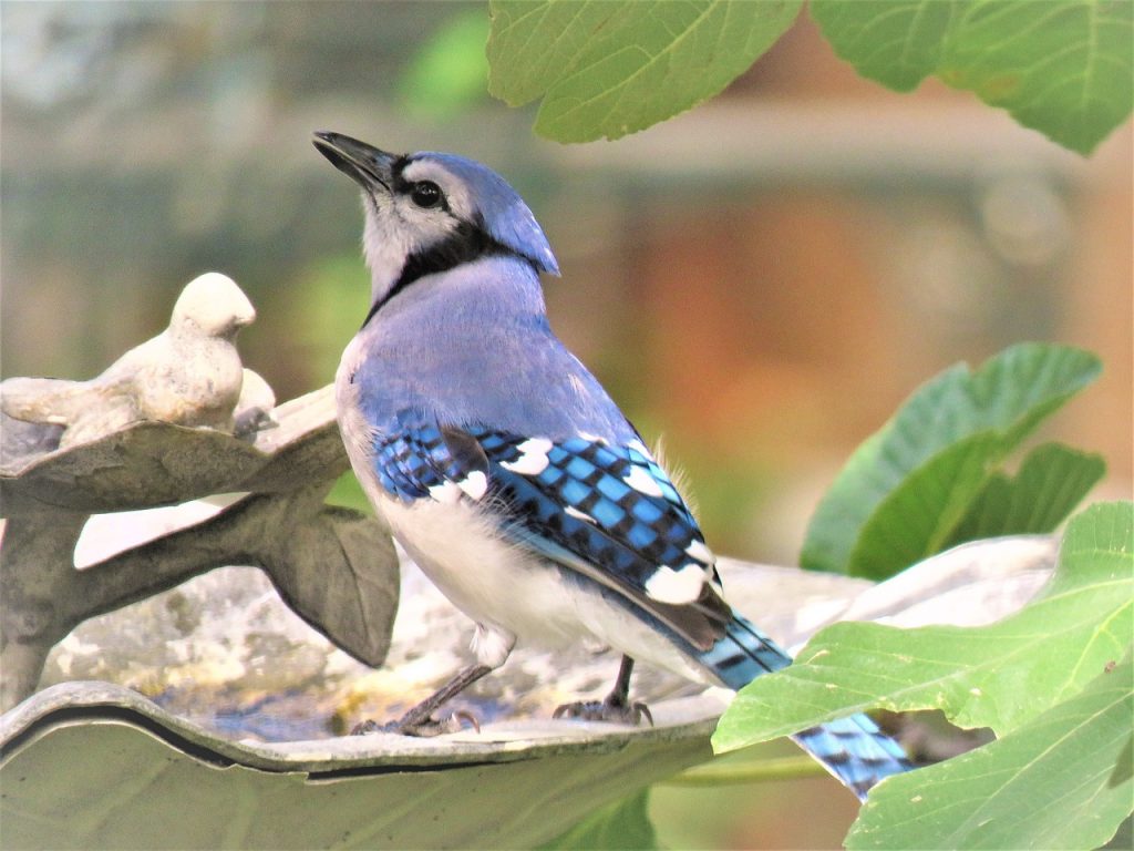 Eurasian Jay (Garrulus Glandarius)