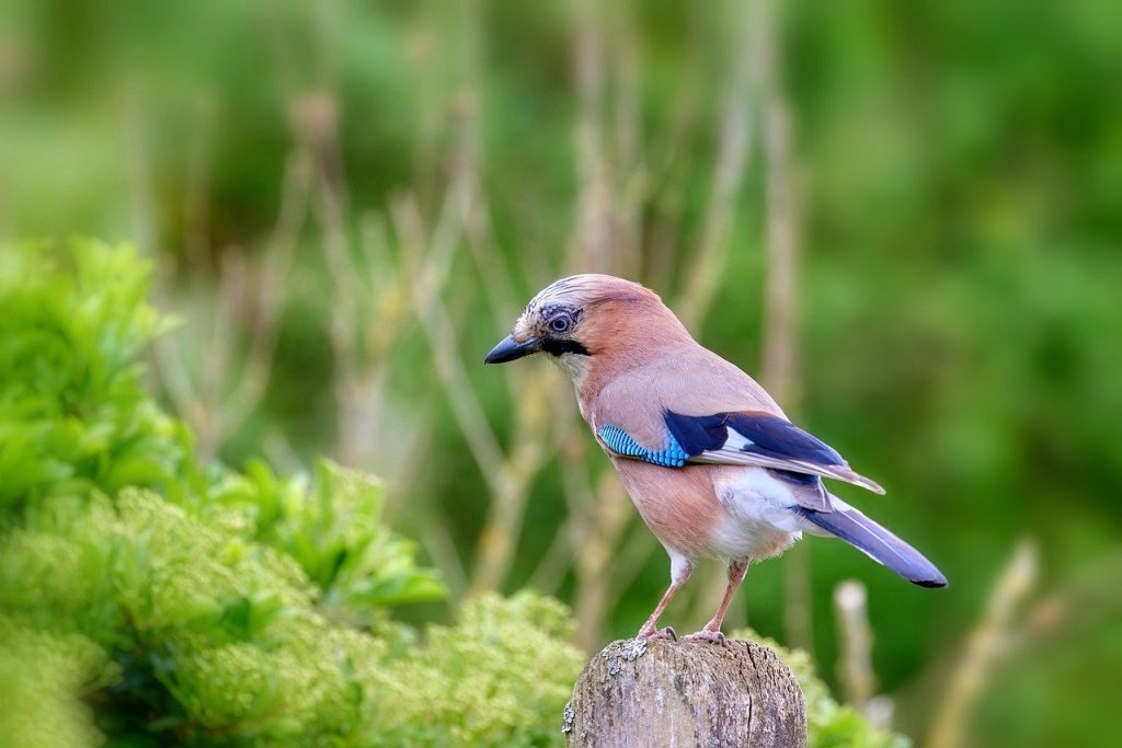 Eurasian Jay (Garrulus Glandarius)