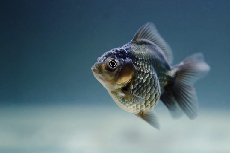 Bluegill (Lepomis Macrochirus)