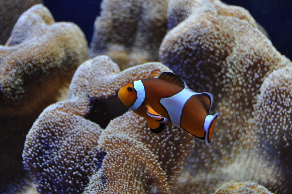 Clownfish