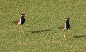 Wattled Jacana