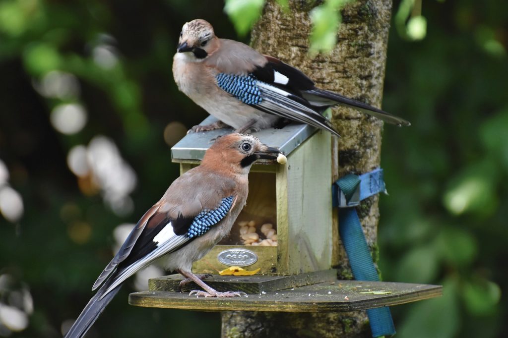 Eurasian Jay (Garrulus Glandarius)