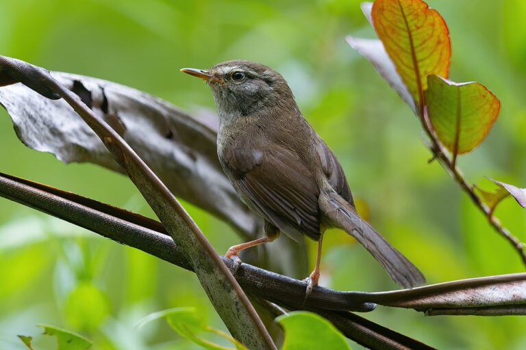 Aberrant bush warbler