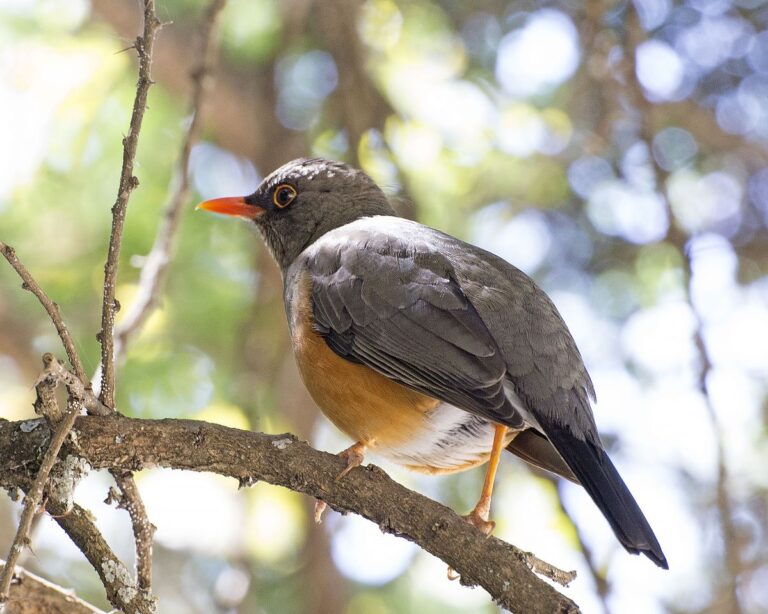 Abyssinian Thrush