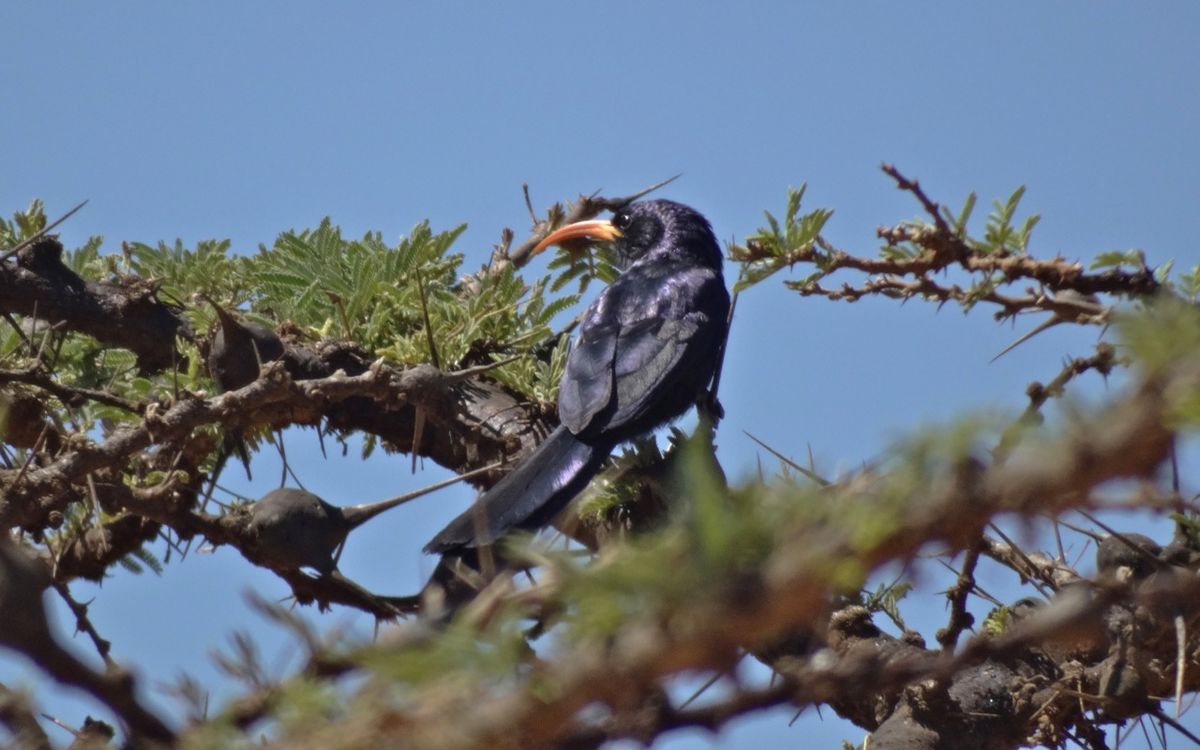 Abyssinian Scimitarbill