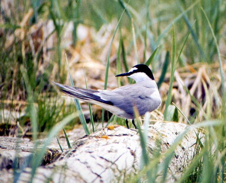 Aleutian tern