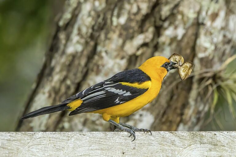 Altamira Oriole