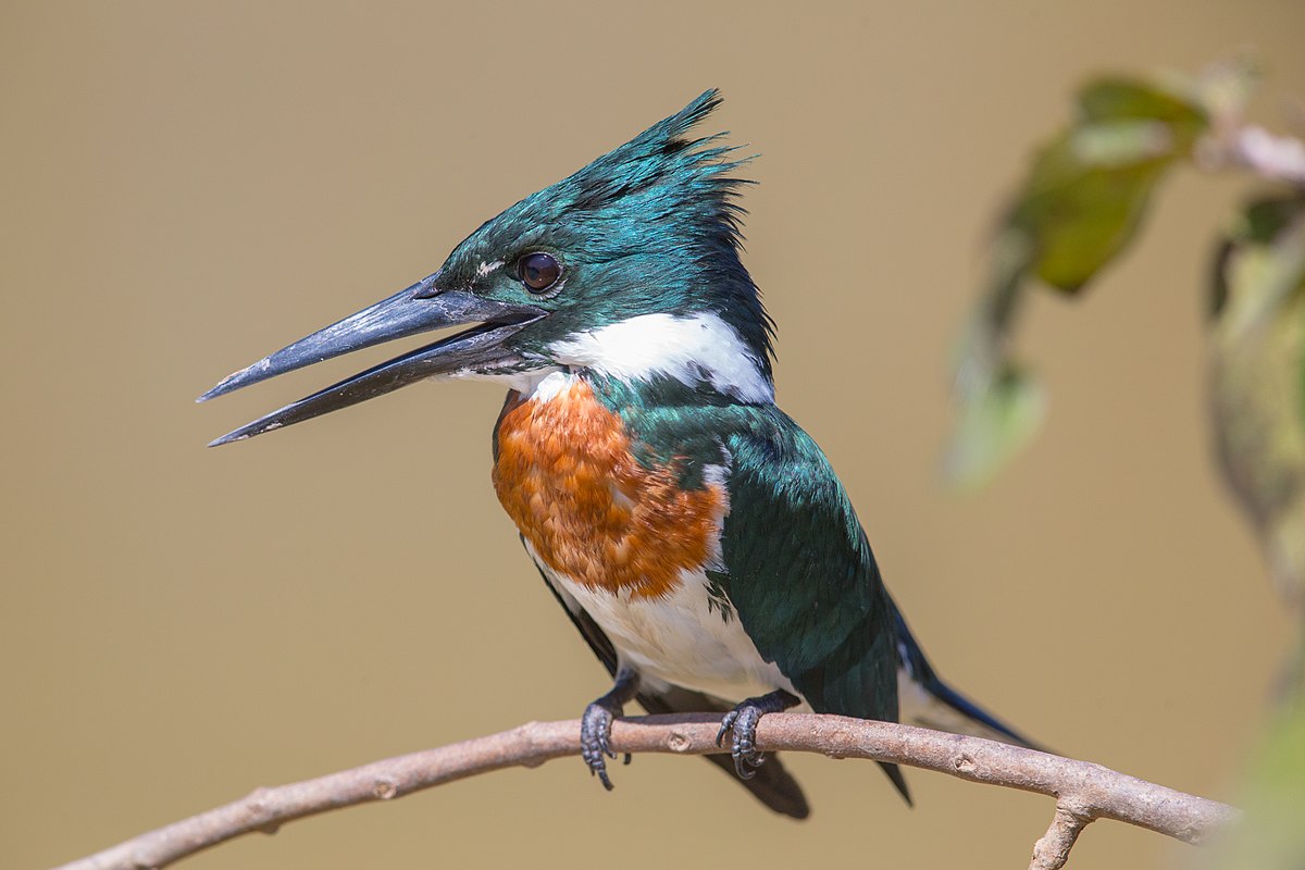 Amazon Kingfisher