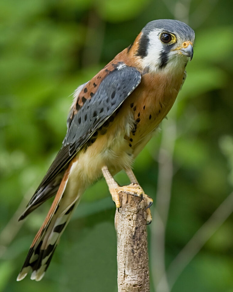 American Kestrel