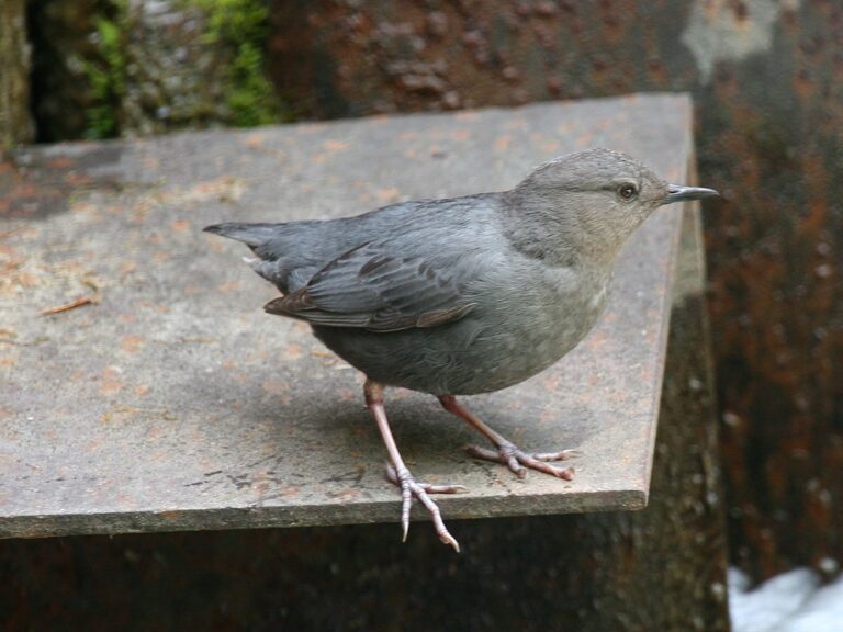 American Dipper