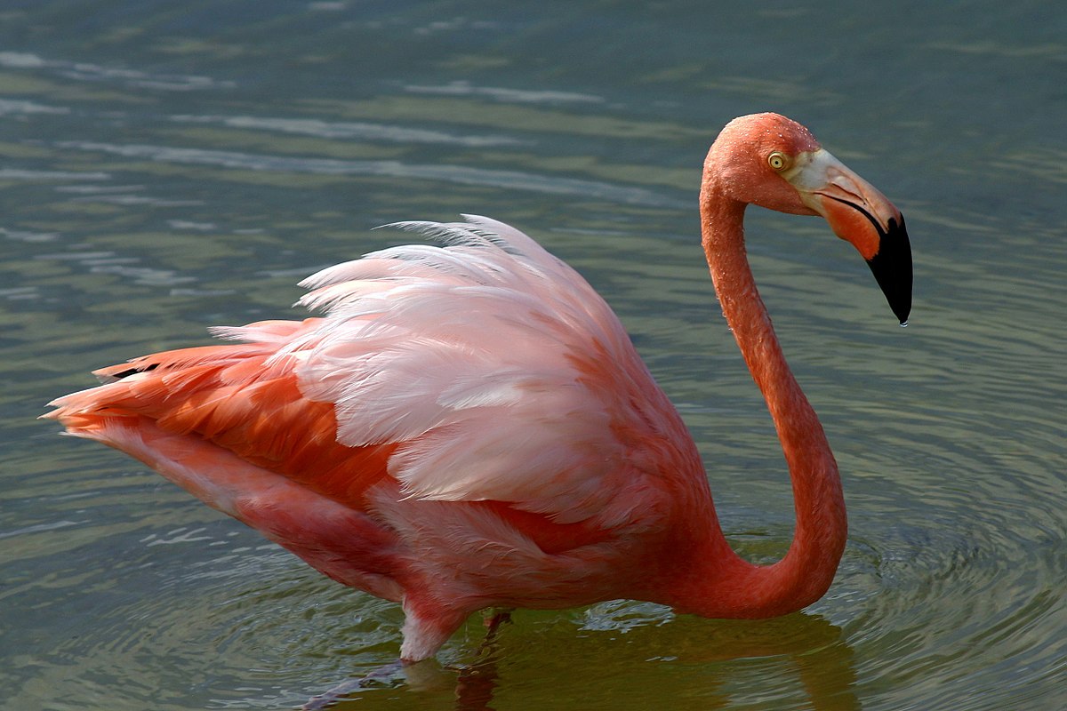 American Flamingo