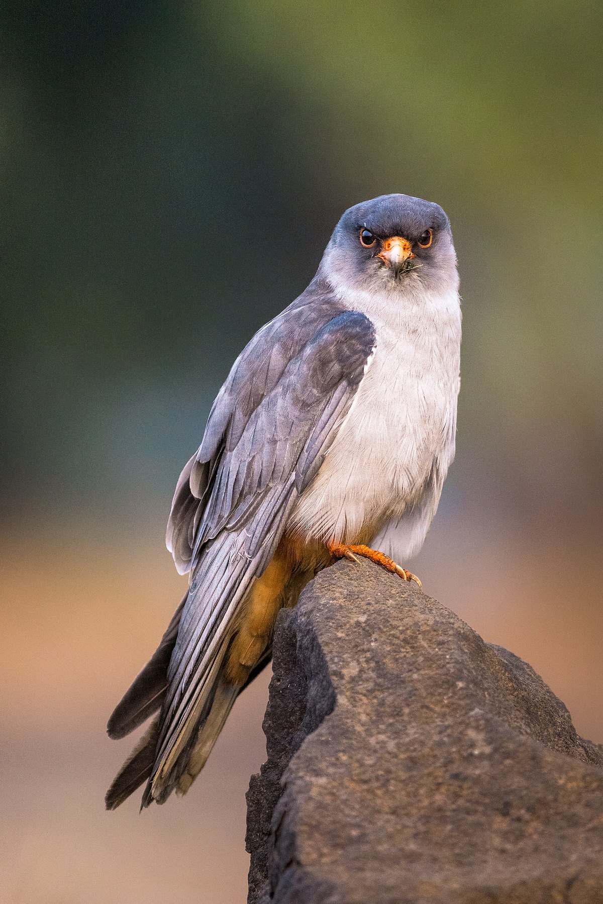 Amur Falcon