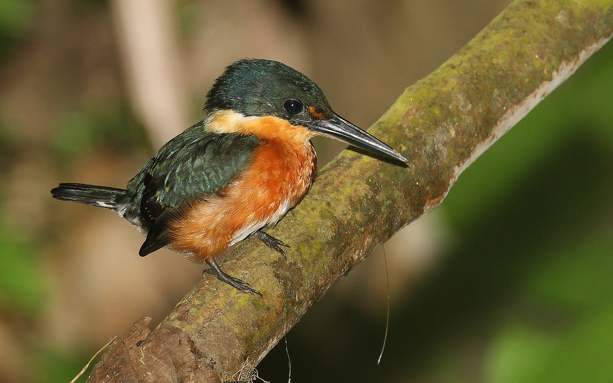 American Pygmy Kingfisher