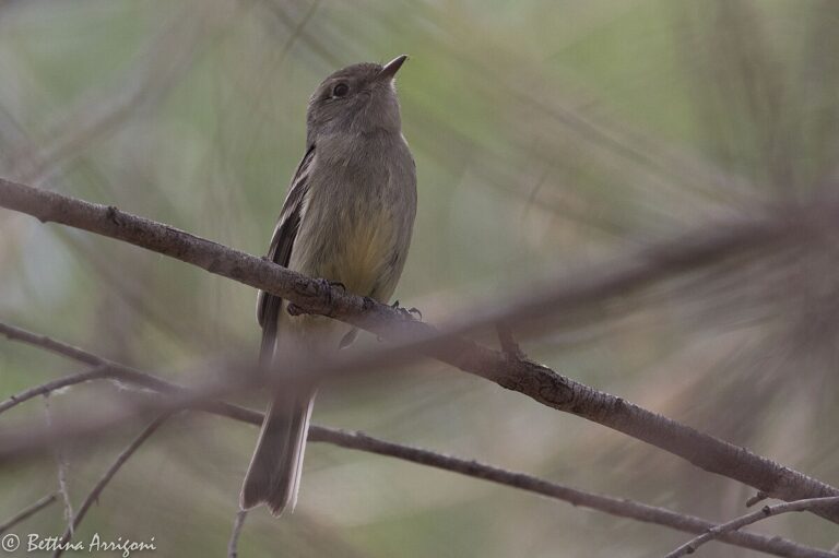 American Dusky Flycatcher