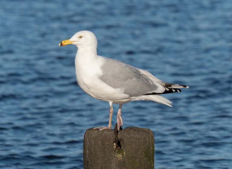 American Herring Gull