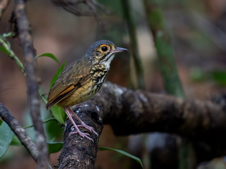 Alta Floresta Antpitta