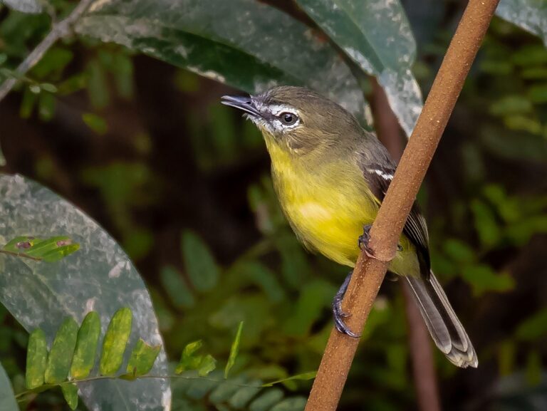 Amazonian Inezia