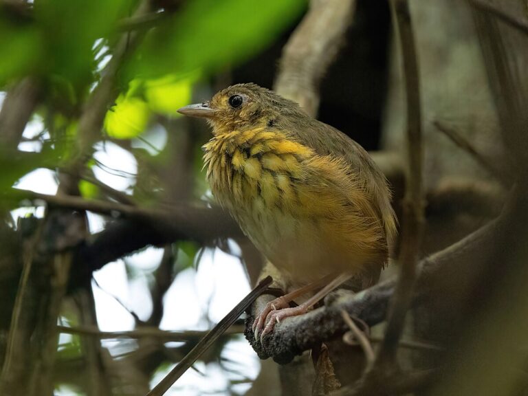 Amazonian Antpitta