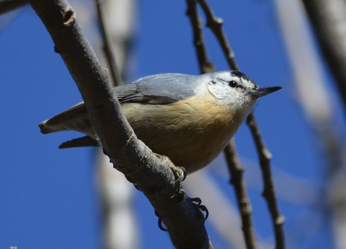 Algerian Nuthatch